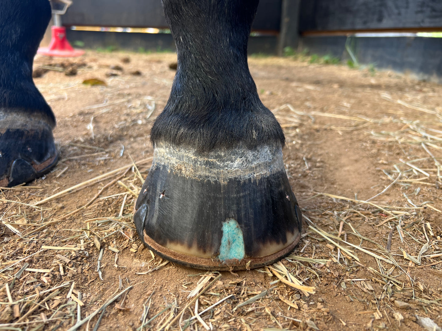 Hoof wax (small) 90g - Out Of Stock