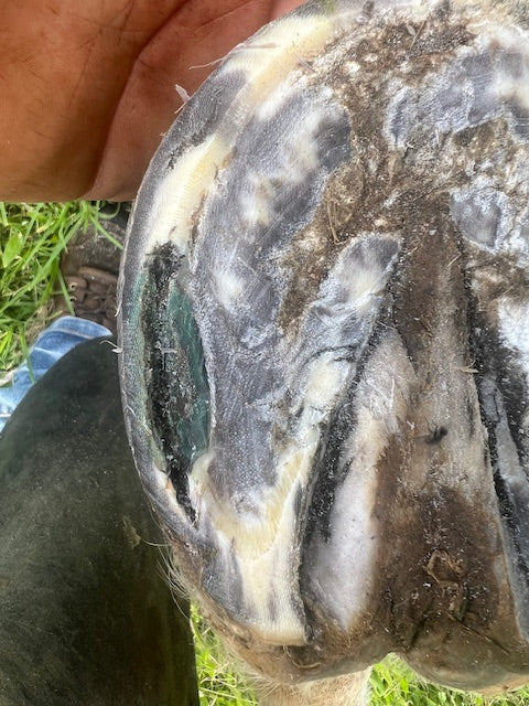 Hoof Wax (large) 200g - Out Of Stock