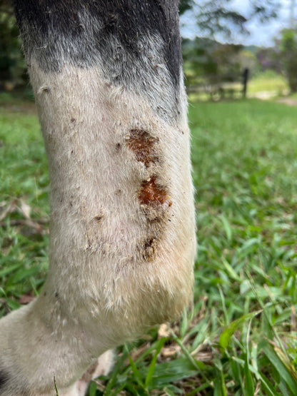 ZincAid 100g - Out Of Stock