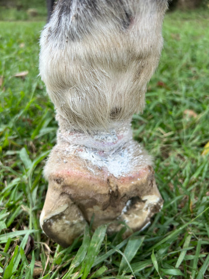 ZincAid 100g - Out Of Stock