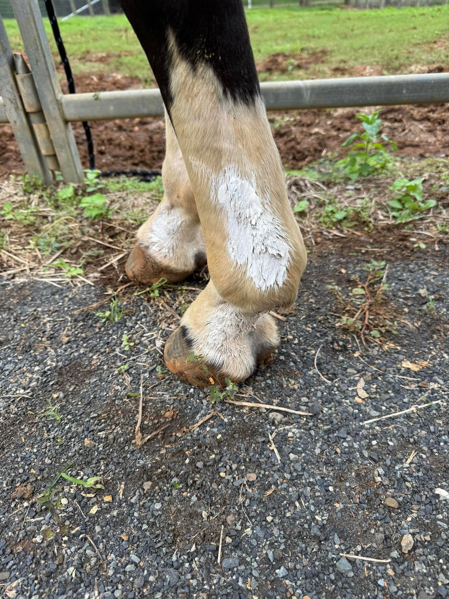 ZincAid 100g - Out Of Stock