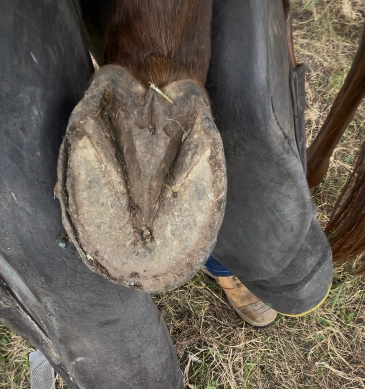 Pixy - Precision Hoof Pick