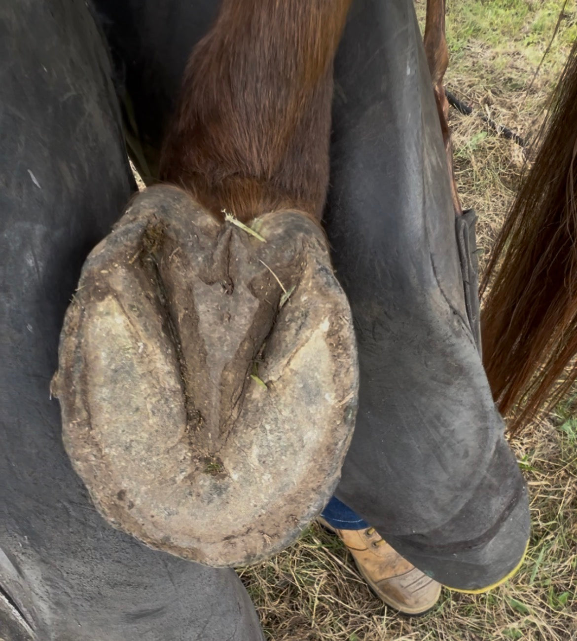 Pixy - Precision Hoof Pick