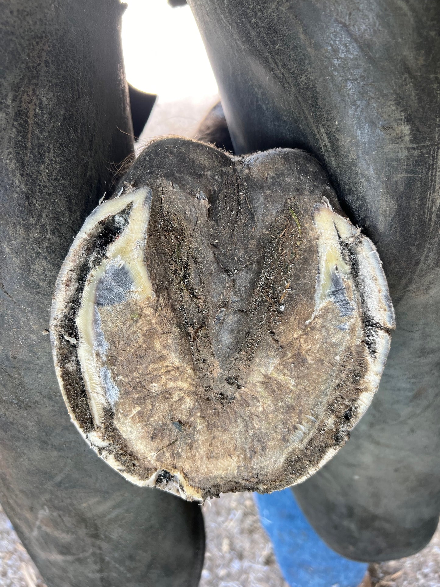 Hoof Wax (large) 200g - Out Of Stock