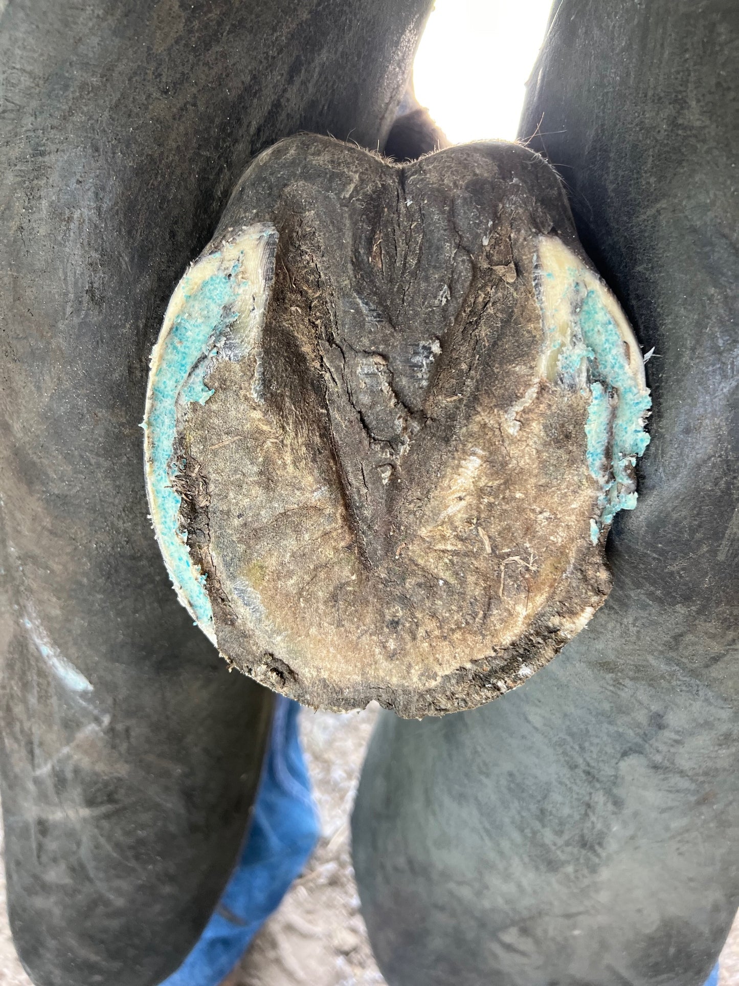 Hoof Wax (large) 200g - Out Of Stock