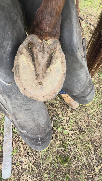 Pixy - Precision Hoof Pick